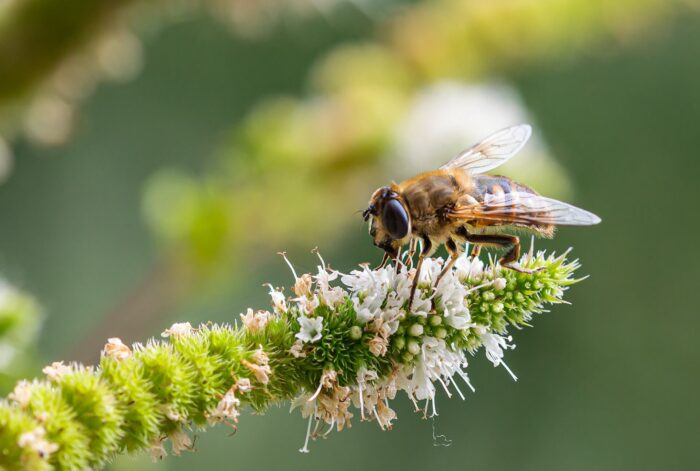 biodiversity