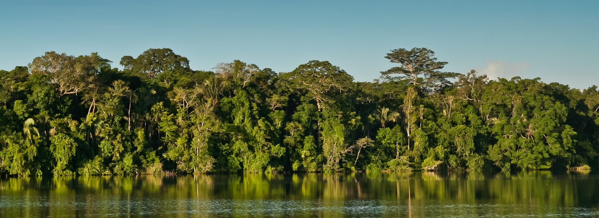 Día de la Amazonía: la deforestación en el bosque más grande del mundo ...
