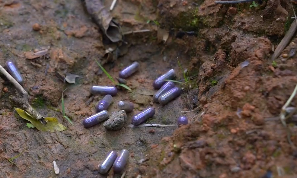 Drone replanta árboles en áreas donde hubo deslizamientos en São Sebastião — Foto: Reproducción/TV Vanguarda