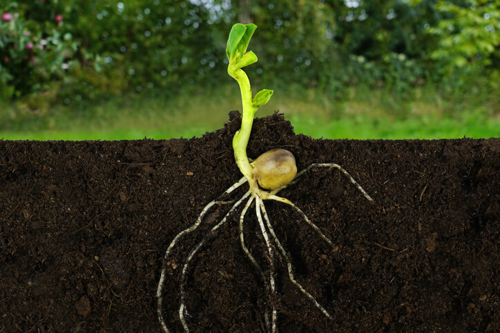 foto de raízes para melhoria de solo