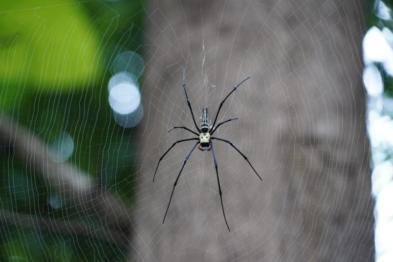 Seda de araña