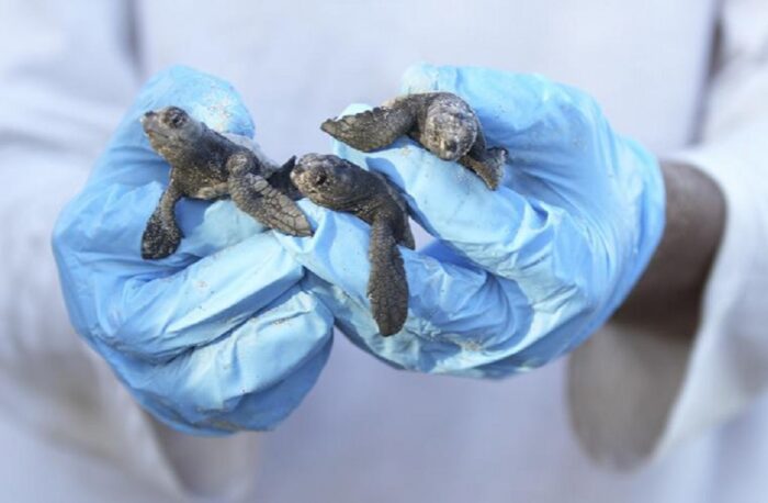 Filhotes de tartaruga-cabeçuda nascem na orla de Vila Velha