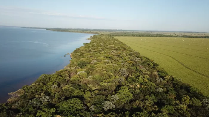AstraZeneca irá investir mais de R$ 350 milhões em reflorestamento no Brasil