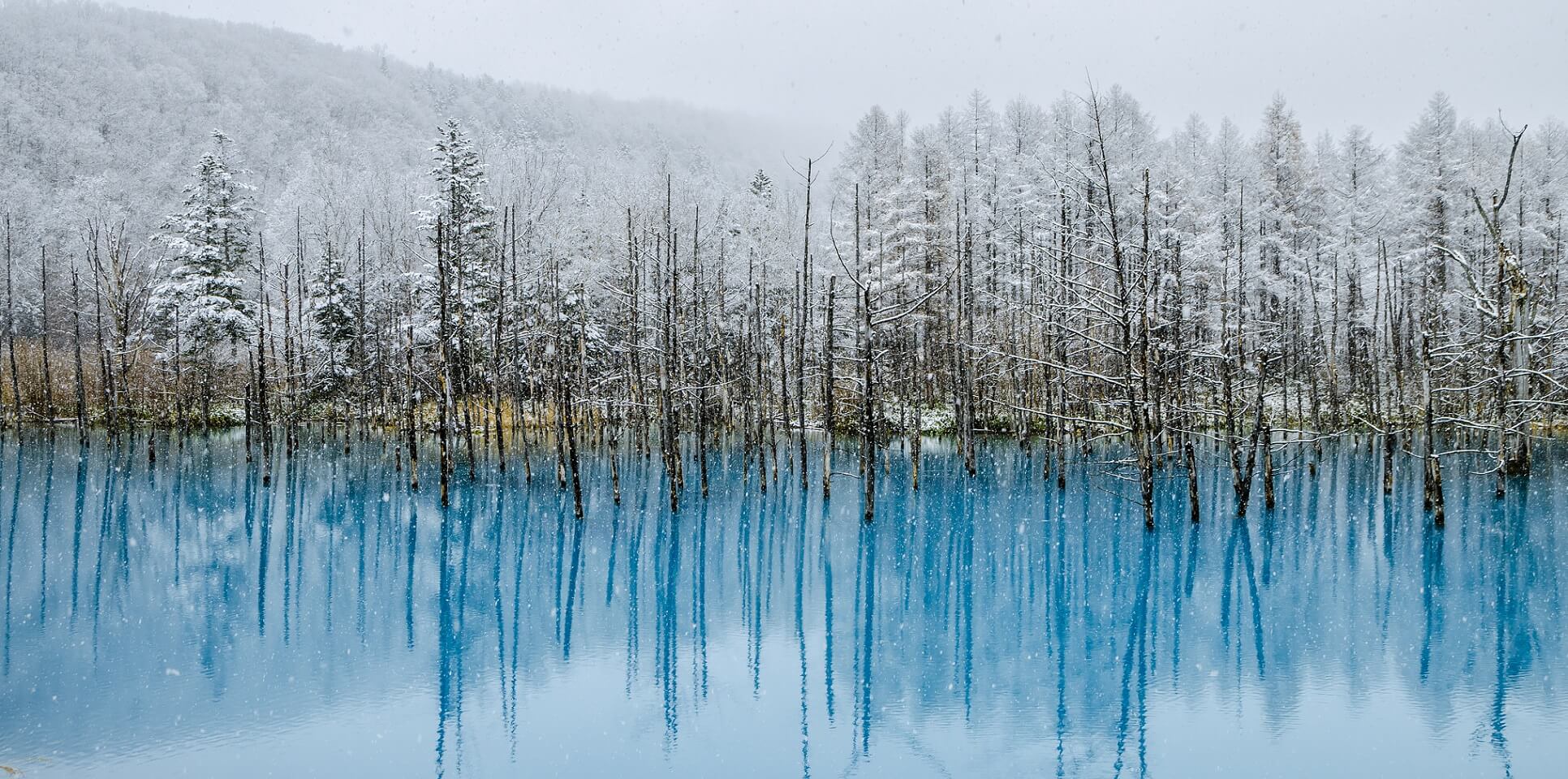 Footer Blue Pond is a man-made water feature in Biei, Hokkaido, Japan