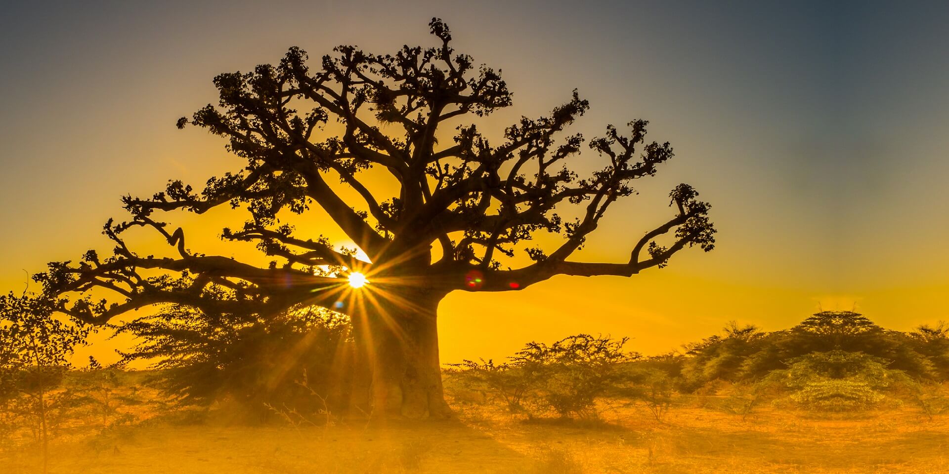 Footer Silhouette of baobab tree at sunset with the yellow background. Tree of happiness, Senegal. Africa