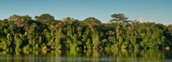 Header Floresta Amazonia Biocapsulas Ativas