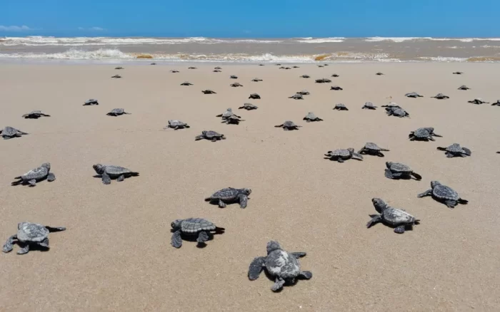 Mais de 10 mil filhotes de tartaruga