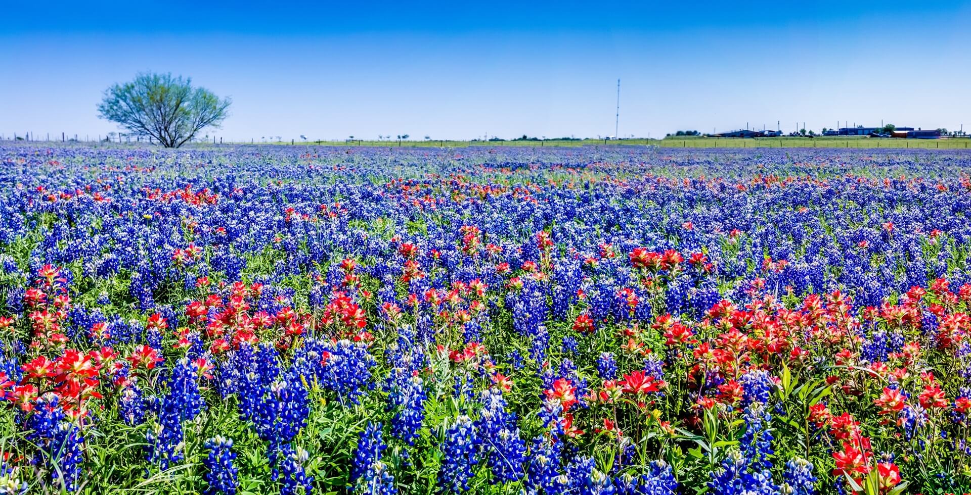 Footer Texas Wildflowers, Including Indian Paintbrush and Texas Bluebonnets