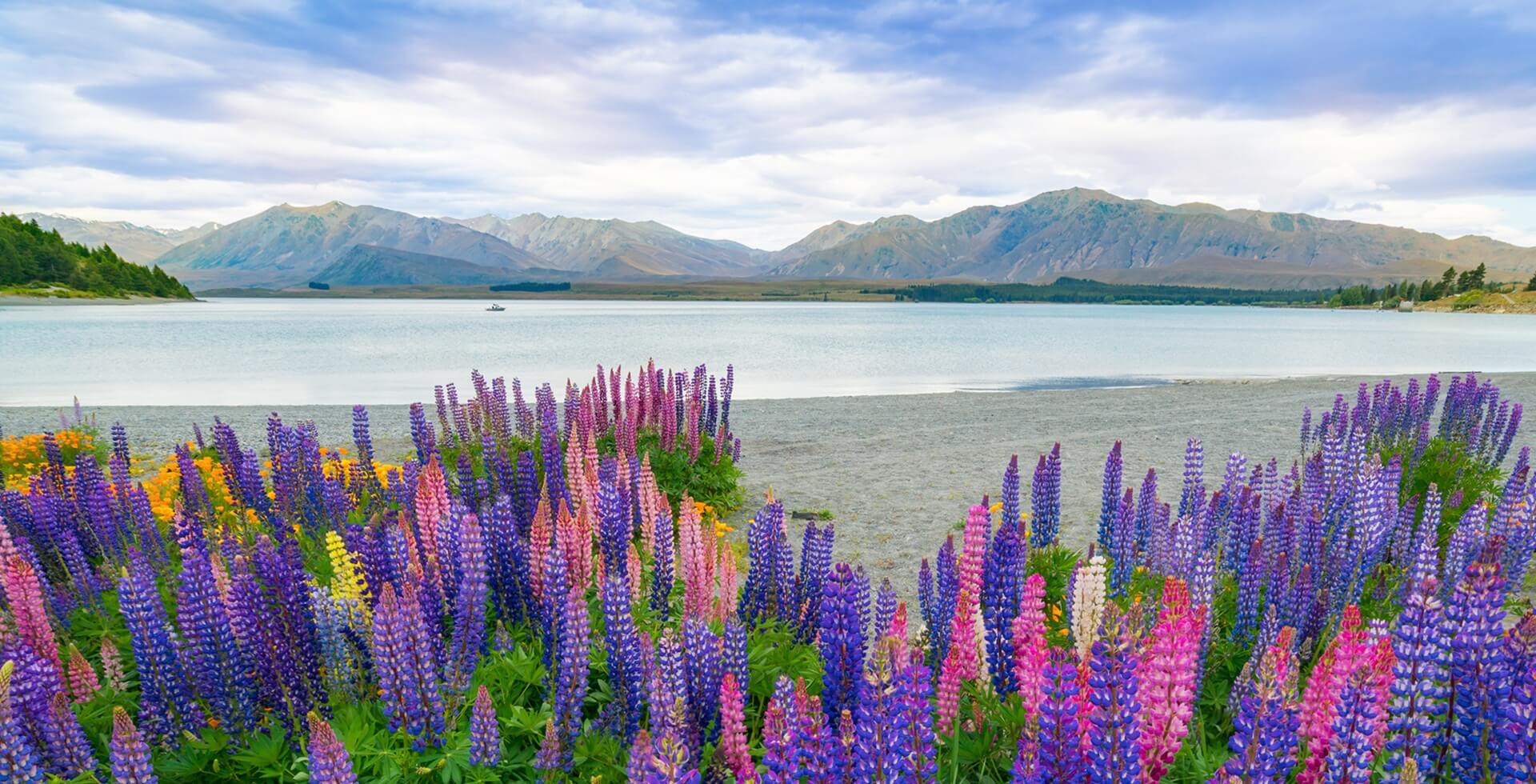 Footer Landscape at Lake Tekapo and Lupine Field in New Zealand. Lupin field at lake Tekapo hit full bloom in December, summer season of New Zealand