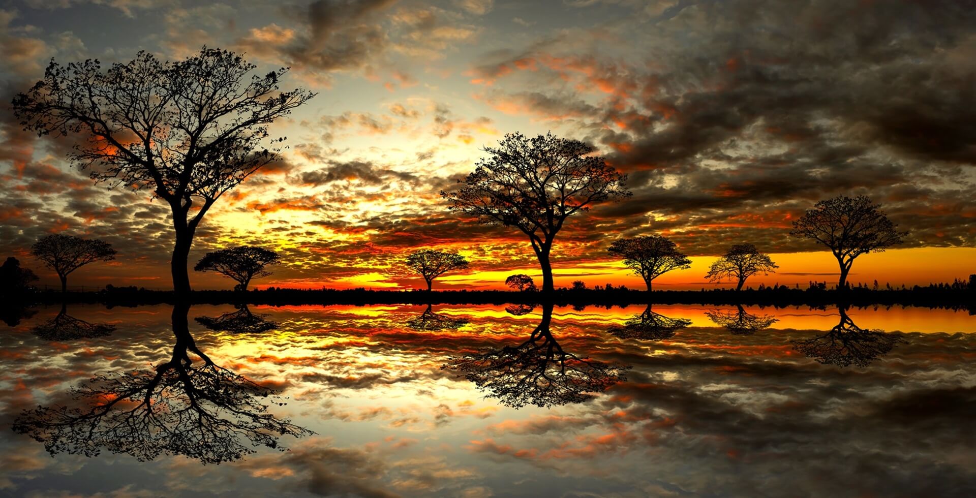 Footer Panorama silhouette tree in africa with sunset.Tree silhouetted against a setting sun reflection on water.Typical african sunset with acacia trees in Masai Mara, Kenya