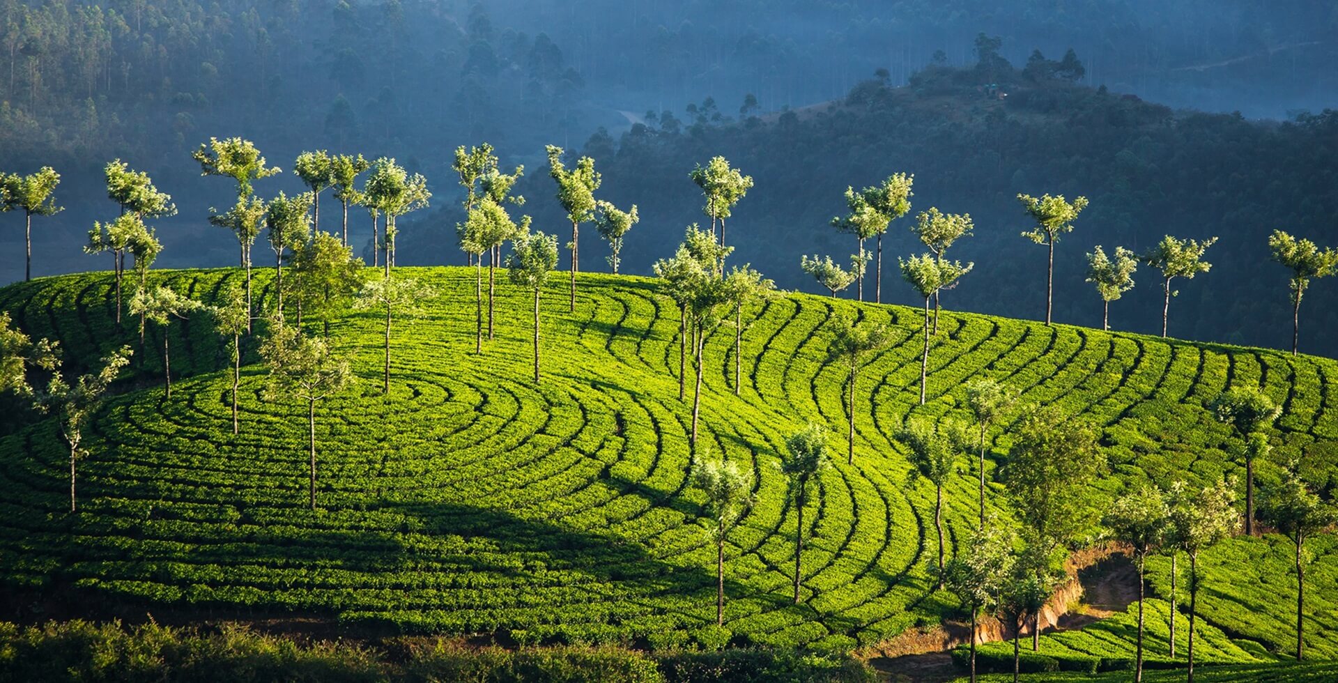 Footer Tea plantations in Munnar, Kerala, India