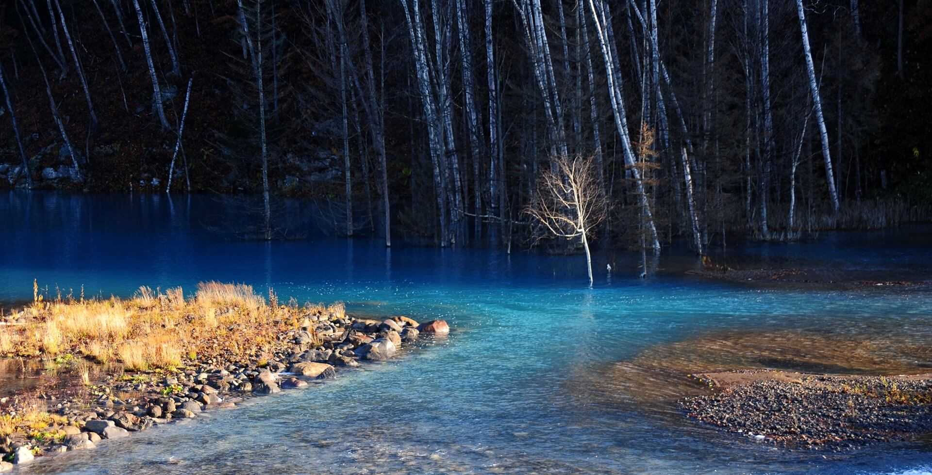 Footer white tree in a blue lake